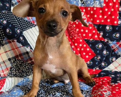 Forest - Terrier (Unknown Type, Small) Male Puppy for Adoption