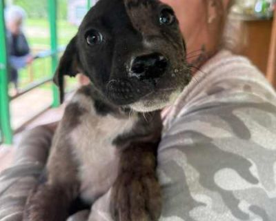Tank - Boxer Male Puppy for Adoption
