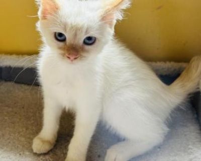 Sasha - Siamese Female Kitten For Sale