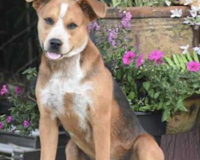 PUPPY NALA - Hound (Unknown Type)/Beagle Mix Female Dog for Adoption