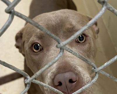 Primary Color: Brown. Health Vaccinations up to date.. Adult Female Medium