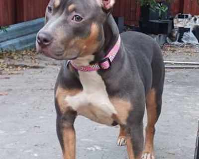 Jolene - Pit Bull Terrier Female Dog for Adoption