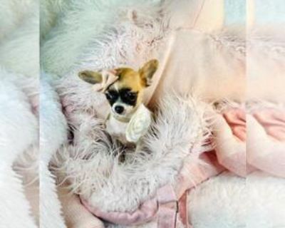 8 Weeks Old * Size at Maturity: Small * Availability Date: 11/14/2025 * Shipping Area: Nationwide * Payment Method: Paypal, Credit Cards, Cash *. Pups from $1550 I can hand deliver the puppy to your home with a nanny for a low fee. The puppy is precious and I have others. I specialize in teacups and tiny breeds. Please visit my website link .dogboutiquestore Call me 954-270-3284 Thank you Super...