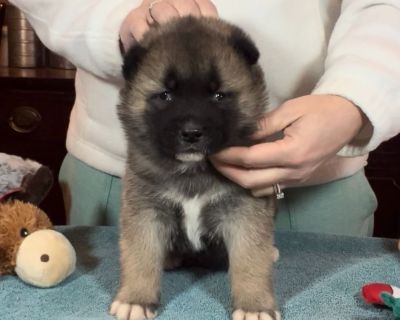 Akita Puppies - Luna & Rocky litter - 7 boys, 1 girl