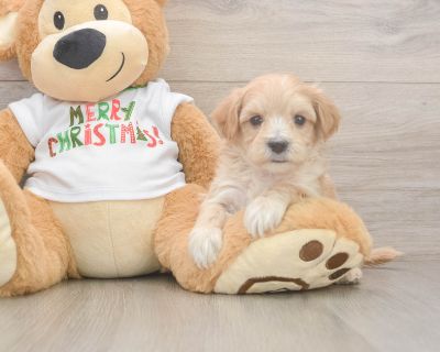 Meet Buzz, our 5-week old Doodle Male Maltipoo Puppy. He is 1lb 14oz @ 5.1 weeks and estimated to grow to 7-10 lbs. Maltipoos are Affectionate, Energetic, Gentle. Age 5 weeks Birth Date 10/13/2025 Gender Male Current Weight 1lb 14oz @ 5.1 weeks Est Adult Weight 7-10 lbs Registry n/a Vaccinations Up-To-Date On All Shots Vet Inspection (inspected at 8 wks). Maltipoo Breed Info Meet the Maltipoo, ...