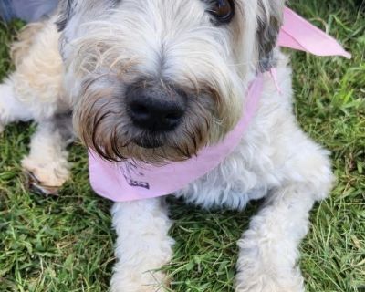 Keely - Wheaten Terrier Female Dog for Adoption