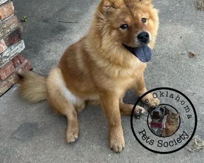 The Tiny Dumpling Princess is a 32lb, 6 month old female Chow mix who is available for adoption. She was found wandering just outside Oklahoma City. We were able to have her trapped and she s been perfect since. Tiny Dumpling is sassy, cute, playful, and incredibly smart all rolled into one. This social girl loves her dog friends. She could play for hours once she gets started. She even loves w...
