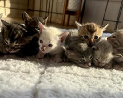 TICA Registered Kittens - Bengal Male & Female Kitten For Sale