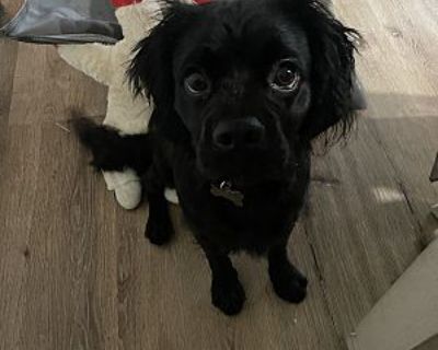 Toby - Cocker Spaniel/Pug Mix Male Dog for Adoption