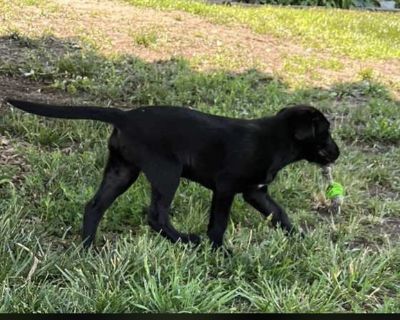 Lab Puppies