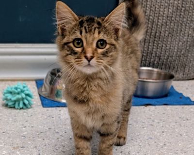 We are having an adoption event at the shelter Thursday 9/18 3:30-6:30. These pets will be ready that evening. Most will not be available to meet earlier than Thursday at 3:30 as they will be at the vet or at fosters.. Health Vaccinations up to date, spayed / neutered.. Kitten Female Small Torbie