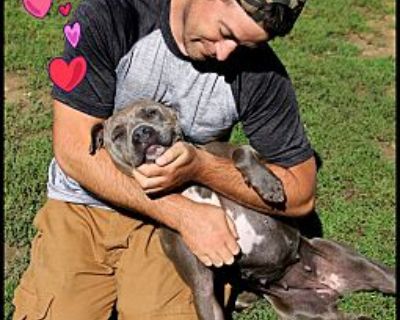 Martha - American Pit Bull Terrier Female Puppy for Adoption