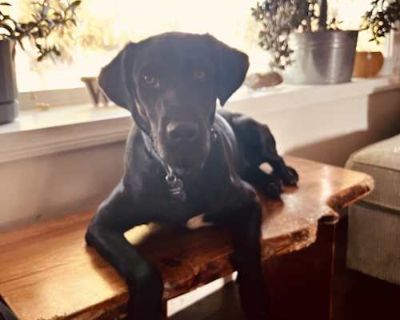 Charlie - Labrador Retriever Male Dog for Adoption