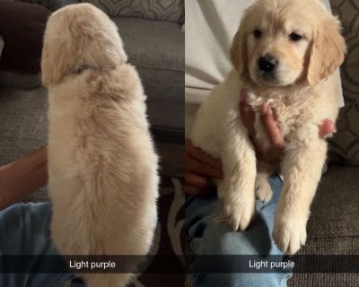 AKC golden retriever puppies