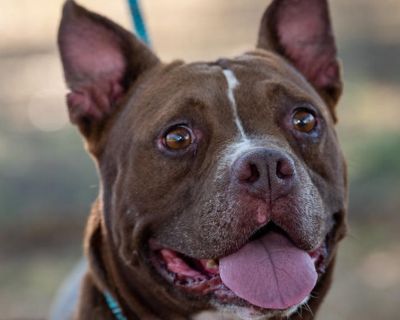 Rosemary JuM* - American Staffordshire Terrier & Bull Terrier Mix Female Dog for Adoption