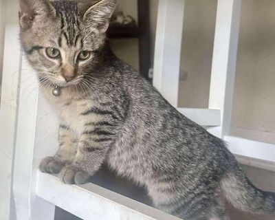 Mackerel - Domestic Shorthair Male Kitten for Adoption