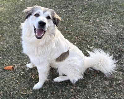 This handsome fella is Yeti. He is a 6 year old Great Pyrenees that is looking for a second chance in new home. He is the sweetest boy, housebroken and so well behaved. He was brought to us as a stray by Animal Control with a buddy who has since been reclaimed. He is truly a gentle giant who loves nothing more than to get his attention for a bit then settle down with a nice chew toy. We can tel...