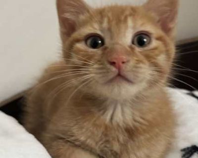 Mango - Domestic Shorthair Male Cat for Adoption