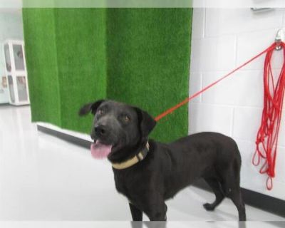 MACY - Labrador Retriever Mix Female Adult Dog for Adoption