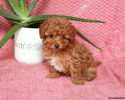 Rosie - 7 Weeks Female Maltipoo Puppy for Sale