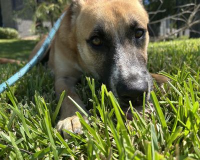 Poppy - Labrador Retriever Mix Male Dog for Adoption