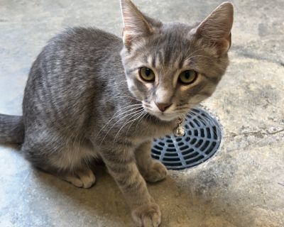 Renea - American Shorthair Male Cat for Adoption