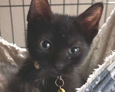 Swiss Jw - Domestic Shorthair Male Kitten for Adoption