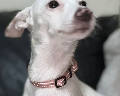 Snow-Little Chi Mama - Chihuahua Female Dog for Adoption