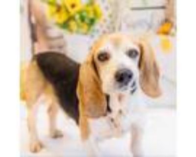 Adopt Double Down a Beagle
