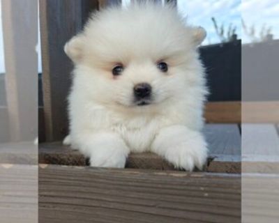 8 Weeks Old * Size at Maturity: Small * Availability Date: 11/17/2025 * Shipping Area: Pick Up Only * Payment Method: Cash *. Absolutely adorable white cream pom boy. Projected adult weight is 6 lbs. Potty trained to go outside, will come with vaccination record (first shot and deworming). Message 916-821-9two97 for more info and pics Items Included: Current vaccinations