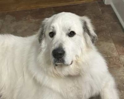 Appa - Great Pyrenees Male Dog for Adoption