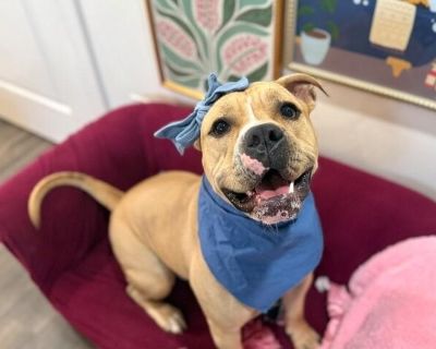 Meet Vinny! If you ve been looking for a dog who s equal parts goofball, cuddle bug, and best friend material congratulations, you just found him. This handsome hunk is Vinny, a handsome pittie mix with the most irresistible face wrinkles you ll ever see. Seriously, they deserve their own fan club. Vinny is the definition of a love bug. Inside the house, he s all snuggles and sweetness. He ll c...