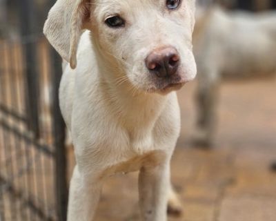 Jimmy Chew - Labrador Retriever & Australian Cattle Dog / Blue Heeler Mix Male Puppy for Adoption