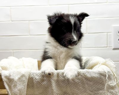 2 Male and 2 Female Shetland Sheepdog Puppies for Sale