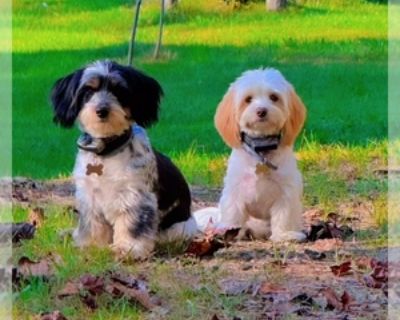 13 Weeks Old * Availability Date: 09/27/2025 * Shipping Area: Nationwide * Payment Method: Credit Cards, Cash *. I have 2 Litters, 7 Puppies are still Available. Items Included: Current Vaccinations and Dewormings.