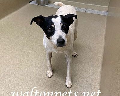 Romeo #16570 - Jack Russell Terrier Male Dog for Adoption