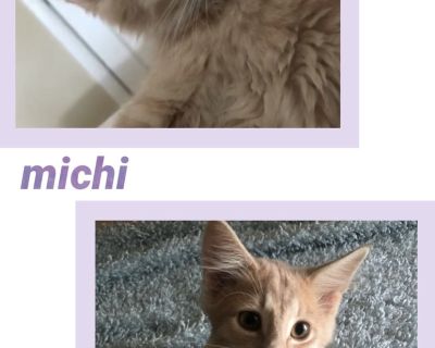 Michi - Tabby Mix Male Cat for Adoption