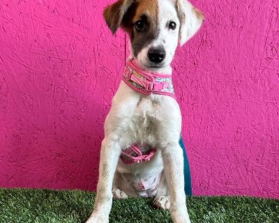 Mini - Spaniel & Retriever Mix Female Puppy for Adoption