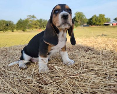 4 Male and 5 Female Basset Hound Puppies for Sale