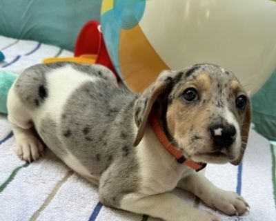 Kumquat - Treeing Walker Coonhound Mix Male Puppy for Adoption