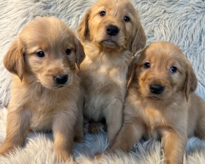 Adorable pure bred Golden retriever puppies available. They'll come up to date on vaccines and deworming. Also comes with our one year health guarantee. Taking deposits now to reserve.
