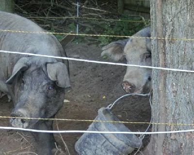 Sow & Gilt For Sale