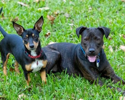 Craigslist best sale miniature pinscher