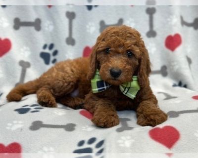 Ruger - Goldendoodle (Miniature) Male Puppy for Sale