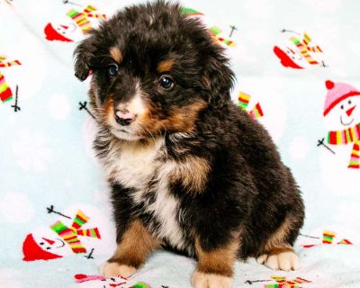 Bernedoodles are a double dose of fun: This cross between a Bernese Mountain Dog and a Poodle is known for their fun-loving and outgoing personality. On top of being fun and fluffy, Bernedoodles have a low-shedding, low-allergen coat that has given them a reputation for being a hypoallergenic dog. Mother is a Bernedoodle, father is a poodle. All Sunday calls will be returned Monday.. Gender: Fe...
