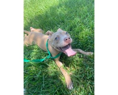 Millie* - American Pit Bull Terrier/Mixed Breed (Medium) Mix Female Dog for Adoption