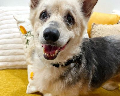 Mildred Mae - Corgi & Yorkshire Terrier Mix Female Dog for Adoption