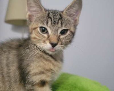 Olive (bonded to bunny) - Domestic Shorthair Female Cat for Adoption