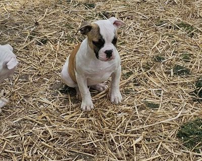 OATMEAL - American Bulldog Puppy For Sale in Pennsylvania
