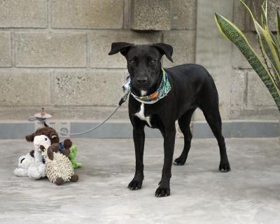 Sweet compact Candy is looking for her forever home. Candy is a year old and rescued from a puppy life tied up and unloved. She s affectionate and joyful. She happily trots along on walks keen to join the crowd and capture the sights and sounds (even when if that s strolling past horses). She s like a sleek mini lab weighing approximately 30 lbs - perfect size to adventure but also for lap cudd...